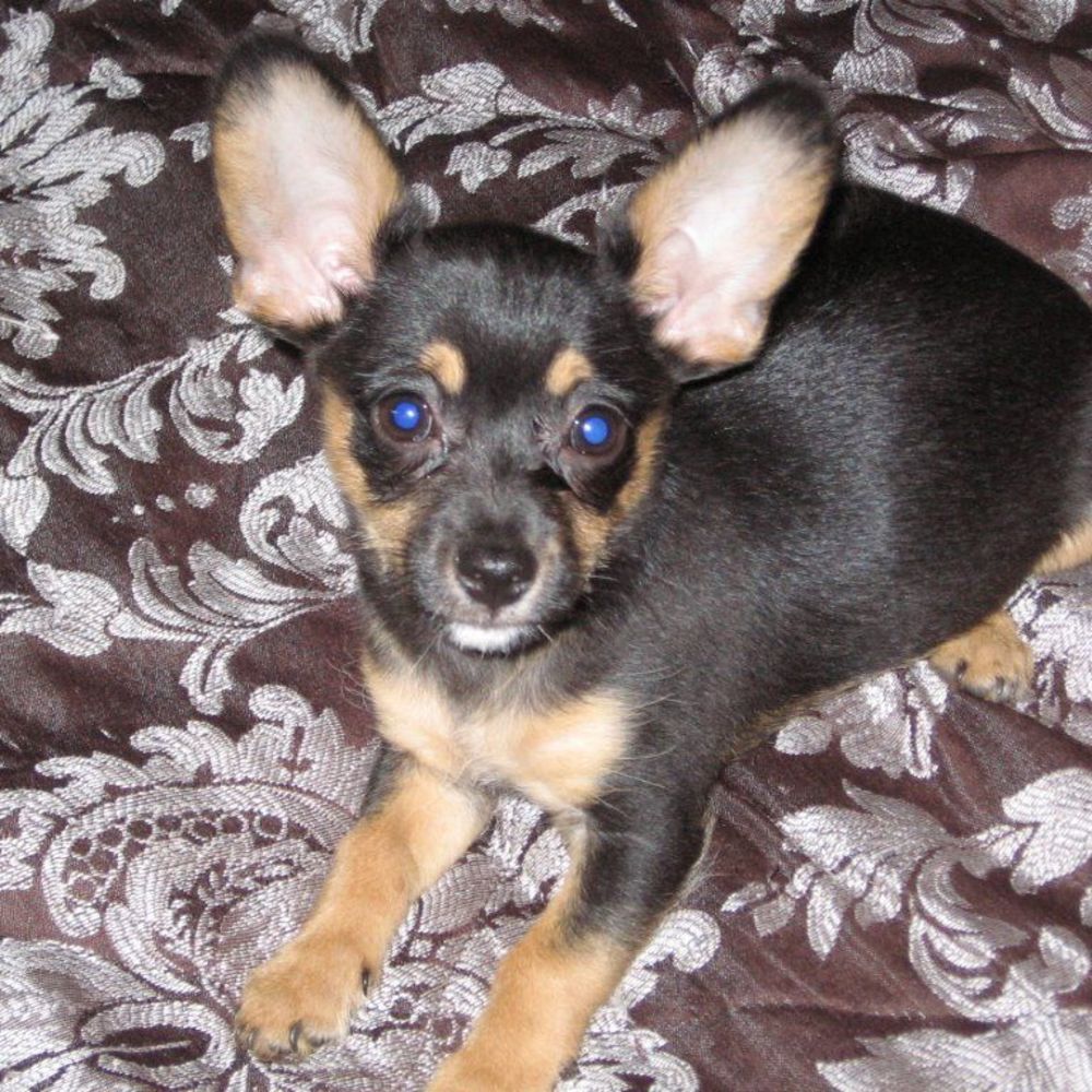 Meet your Posher, Robin